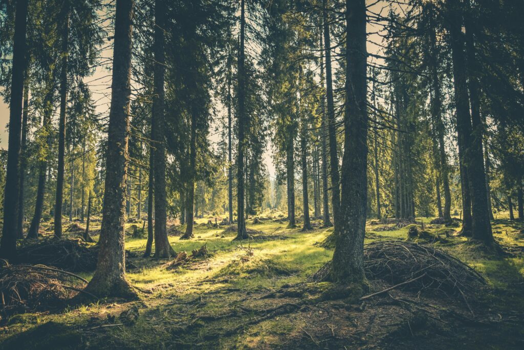 With its pristine forests and peaceful surroundings, Finland offers an ideal setting for focused learning, just one reason why study in Finland appeals to nature-loving students worldwide.